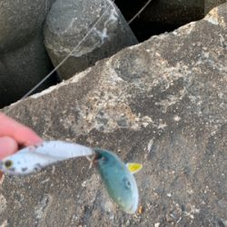 ヒラメ、青物を求めて