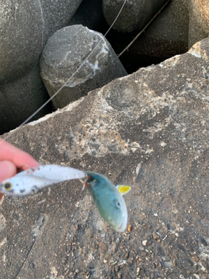 ヒラメ、青物を求めて