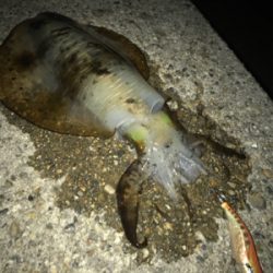 やっとアオリGET o(^o^)o