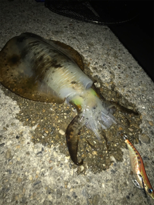 やっとアオリGET o(^o^)o