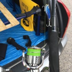 少し大きくなってるツバスたち