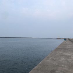 青岸のタチウオ