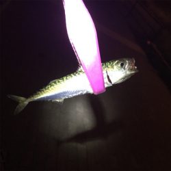 大阪湾奥アジング シブい