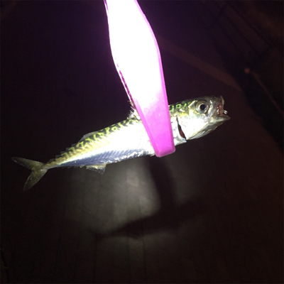 大阪湾奥アジング シブい