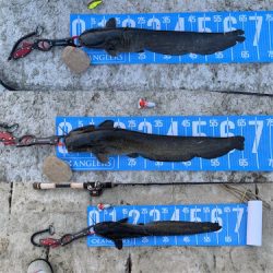 夕方ナマズゲーム