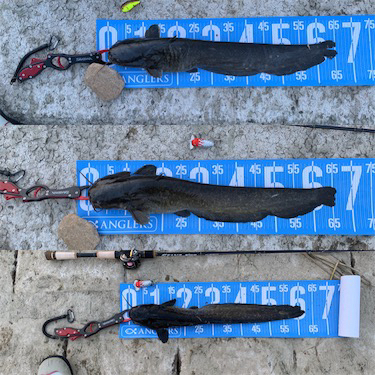 夕方ナマズゲーム