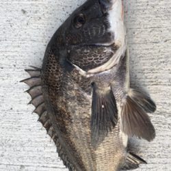 本日は活性が高い