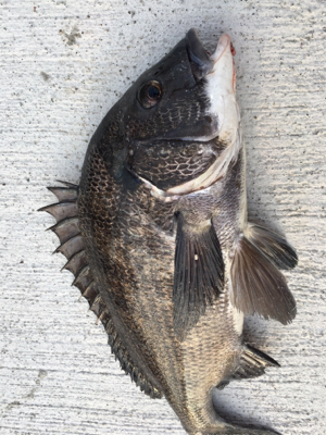 本日は活性が高い