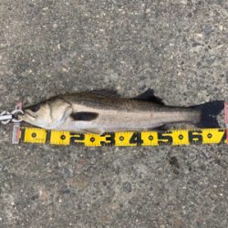 エビ撒きで スズキ好調!