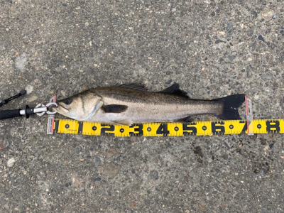 エビ撒きで スズキ好調!