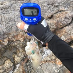 春烏賊ゲームとアコウ☆GUNNING-STYLE