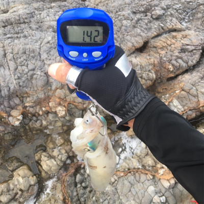 春烏賊ゲームとアコウ☆GUNNING-STYLE