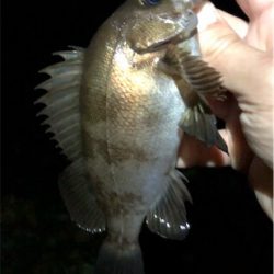 ガシメバガシメバ