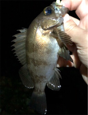 ガシメバガシメバ