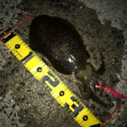 まさかの3日連続アオリGET (^^)v