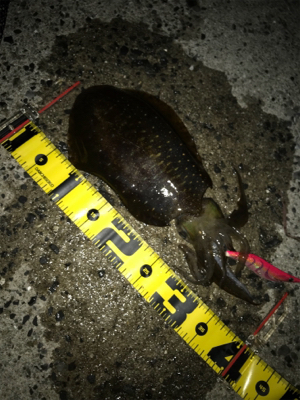 まさかの3日連続アオリGET (^^)v