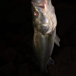 ぼちぼちサイズ