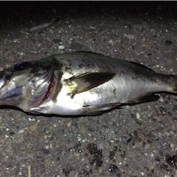 久々の好条件でのメバリング