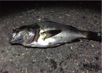 久々の好条件でのメバリング