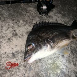 チニング ナイトゲーム