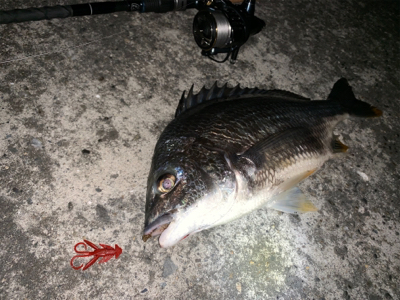 チニング ナイトゲーム