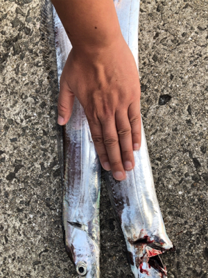 遠征大成功！太くて長いの