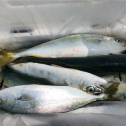 ジグサビキでツバス