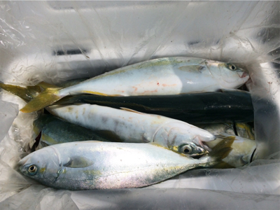 ジグサビキでツバス