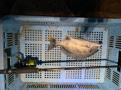 今日もいつもの