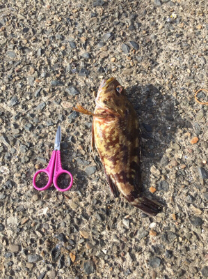 ガッシーはうらぎらない