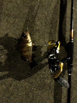 大船渡釣行にて