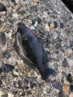 波止グレ調査..