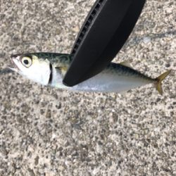 未だアジに出会えず。