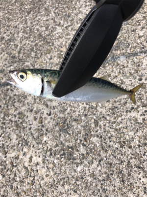 未だアジに出会えず。