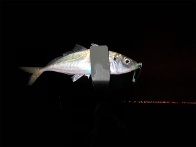 アジたくさん！