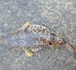 逃げた魚は大きい