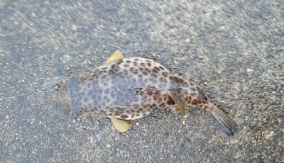 逃げた魚は大きい