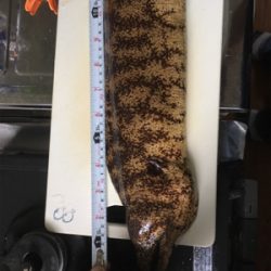 サビキからの泳がせ、そしてエギング