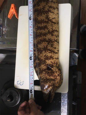 サビキからの泳がせ、そしてエギング