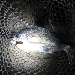 淀川ブリームゲーム 今季初マチヌ