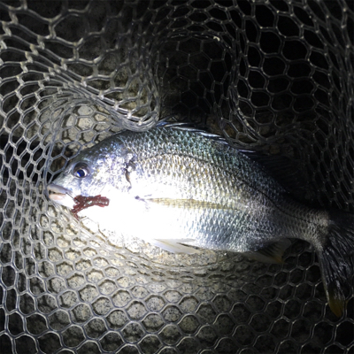 淀川ブリームゲーム 今季初マチヌ