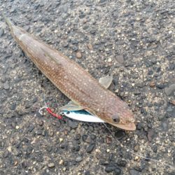 エイエイやー\(^o^)/