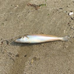 ライトタックルでキス釣り