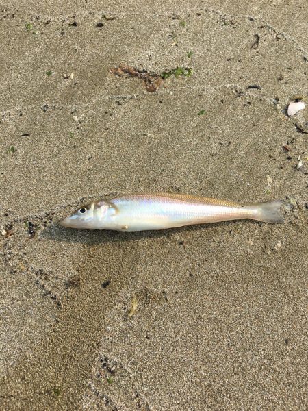 ライトタックルでキス釣り