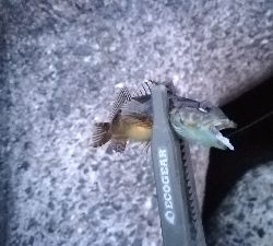 ナイトアジング