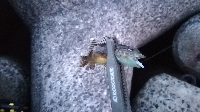 ナイトアジング