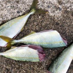 デイゲームでツバスとキビレ