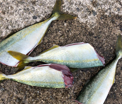 デイゲームでツバスとキビレ