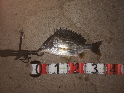 イソメのウキ釣り