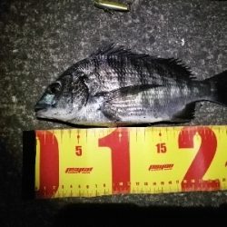 シンキングミノーで何か釣る夜釣り～